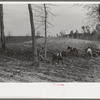 Spring plowing in cut-over region of east Texas near Harleton, Texas