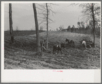 Spring plowing in cut-over region of east Texas near Harleton, Texas