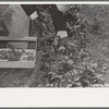 Picking strawberries in field near Ponchatoula, Louisiana