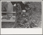 Picking strawberries in field near Ponchatoula, Louisiana