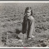 Child of white migrant berry worker picking strawberries in field near Ponchatoula, Louisiana