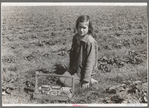 Child of white migrant berry worker picking strawberries in field near Ponchatoula, Louisiana