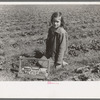 Child of white migrant berry worker picking strawberries in field near Ponchatoula, Louisiana