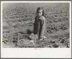 Child of white migrant berry worker picking strawberries in field near Ponchatoula, Louisiana