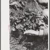 Close up of picking strawberries in field near Ponchatoula, Louisiana