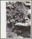 Close up of picking strawberries in field near Ponchatoula, Louisiana