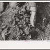 Close up of picking strawberries in field near Ponchatoula, Louisiana