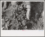 Close up of picking strawberries in field near Ponchatoula, Louisiana