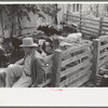 Cattle pens and farmers at auction yard, San Augustine, Texas