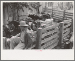 Cattle pens and farmers at auction yard, San Augustine, Texas