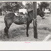 Saddle horses with supplies tied to telephone post, Saturday afternoon, San Augustine, Texas