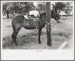 Saddle horses with supplies tied to telephone post, Saturday afternoon, San Augustine, Texas