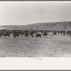 Cutting out calves from herd. Roundup near Marfa, Texas