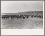 Cutting out calves from herd. Roundup near Marfa, Texas