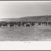 Cutting out calves from herd. Roundup near Marfa, Texas
