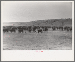 Cutting out calves from herd. Roundup near Marfa, Texas