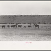 Cutting out calves from herd. Roundup near Marfa, Texas