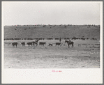 Cutting out calves from herd. Roundup near Marfa, Texas