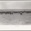 Herd of cattle at roundup near Marfa, Texas
