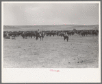 Herd of cattle at roundup near Marfa, Texas