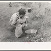 Woman of migrant family peeling potatoes near Henrietta, Oklahoma