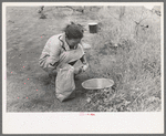 Woman of migrant family peeling potatoes near Henrietta, Oklahoma