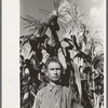Agricultural day laborer standing in corn which he grew near his tent home in community camp, Oklahoma City, Oklahoma
