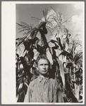 Agricultural day laborer standing in corn which he grew near his tent home in community camp, Oklahoma City, Oklahoma