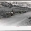 Pack train of sheepherder near Durango, Colorado