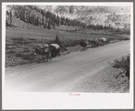 Pack train of sheepherder near Durango, Colorado