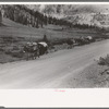 Pack train of sheepherder near Durango, Colorado