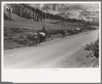 Pack train of sheepherder near Durango, Colorado