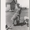 FSA (Farm Security Administration) client feeding sheep near Hoxie, Kansas