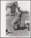 FSA (Farm Security Administration) client feeding sheep near Hoxie, Kansas