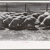 Sheep of FSA (Farm Security Administration) client near Hoxie, Kansas