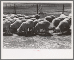 Sheep of FSA (Farm Security Administration) client near Hoxie, Kansas