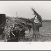 Loading corn cut for fodder, Sheridan County, Kansas