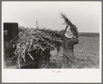 Loading corn cut for fodder, Sheridan County, Kansas