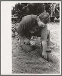 Sheridan County, Kansas, farmer digging in the dirt to see how deep the moisture is