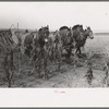 Four-horse team cutting corn for fodder, Sheridan County, Kansas