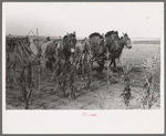 Four-horse team cutting corn for fodder, Sheridan County, Kansas