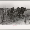 Four-horse team cutting corn for fodder, Sheridan County, Kansas