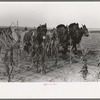 Four-horse team cutting corn for fodder, Sheridan County, Kansas