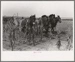 Four-horse team cutting corn for fodder, Sheridan County, Kansas