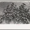 Turkeys on Schoenfeldt farm, Russian-German FSA (Farm Security Administration) client in Sheridan County, Kansas