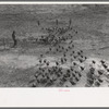 Driving in a flock of turkeys, Schoenfeldt farm, Russian-German FSA (Farm Security Administration) client, Sheridan County, Kansas