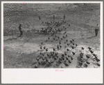 Driving in a flock of turkeys, Schoenfeldt farm, Russian-German FSA (Farm Security Administration) client, Sheridan County, Kansas