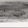 Driving in a flock of turkeys, Schoenfeldt farm, Russian-German FSA (Farm Security Administration) client, Sheridan County, Kansas