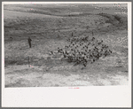 Driving in a flock of turkeys, Schoenfeldt farm, Russian-German FSA (Farm Security Administration) client, Sheridan County, Kansas