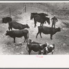 Cows and horses belonging to Mr. Schoenfeldt, Russian-German FSA (Farm Security Administration) client, Sheridan County, Kansas